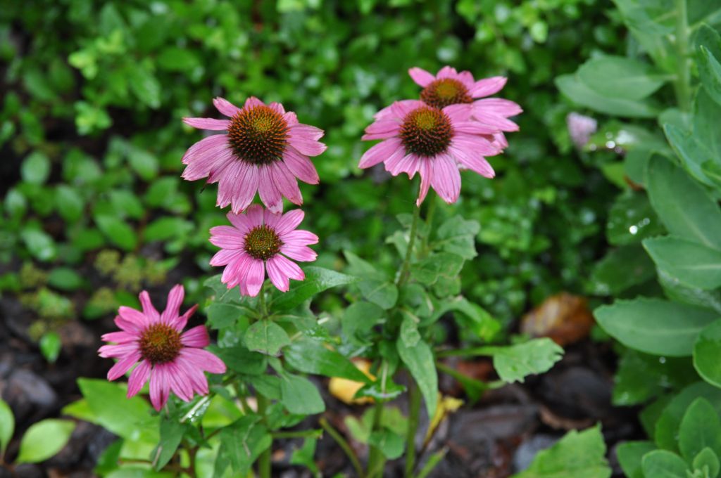 Echinacea
